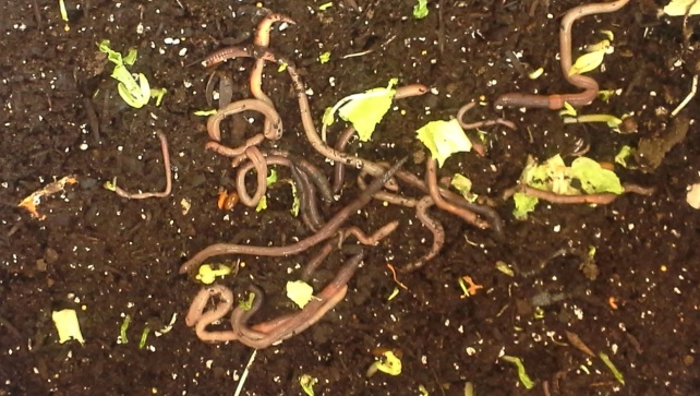 Worms Close up